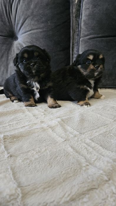 Peekapoo szczeniaczki