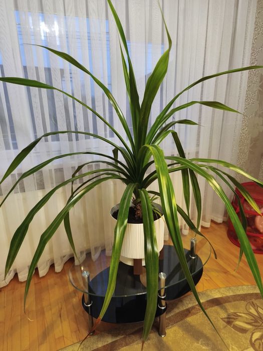 Квітка з горнятком