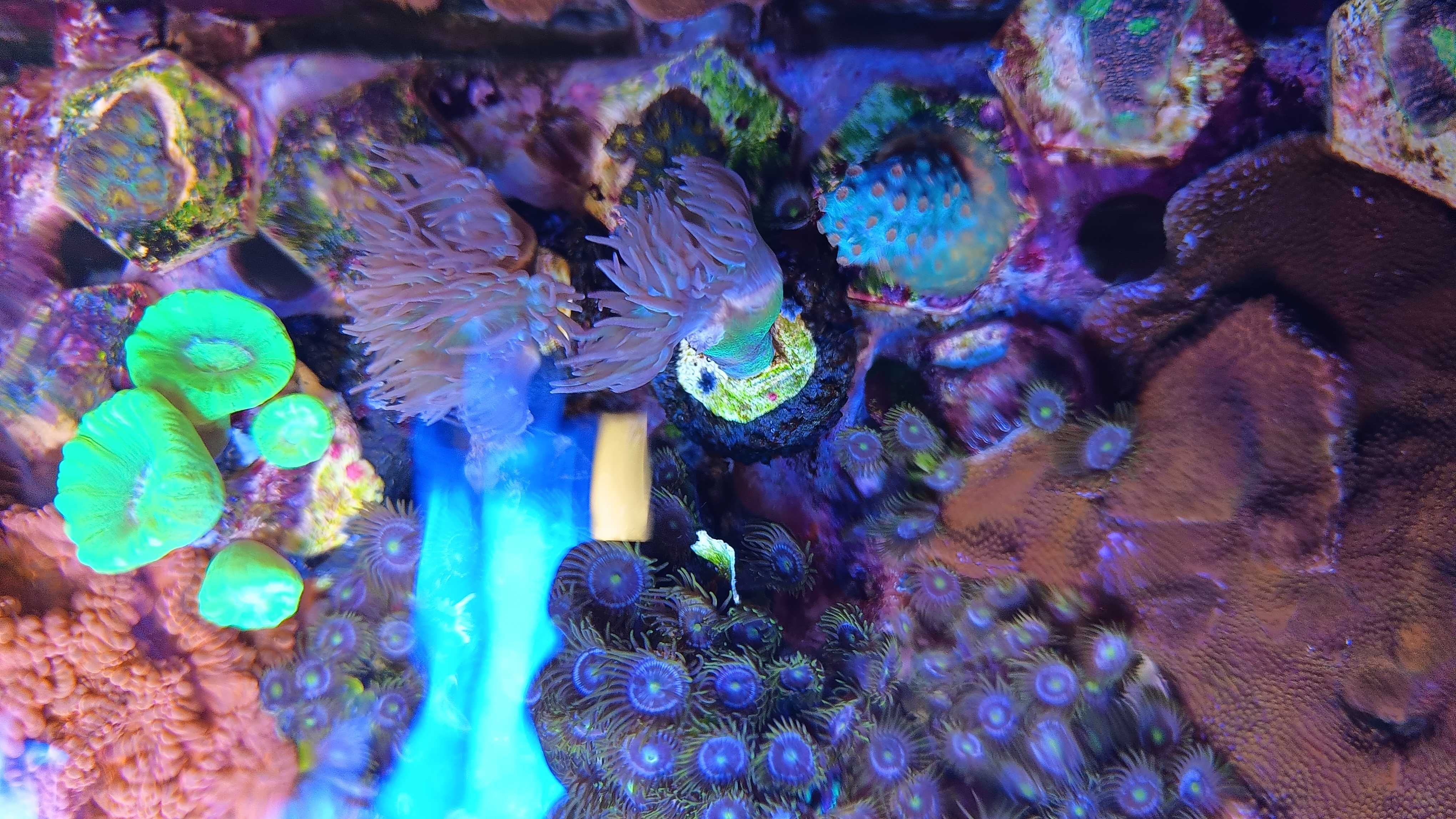 Koral Caulastrea furcata fluo LPS