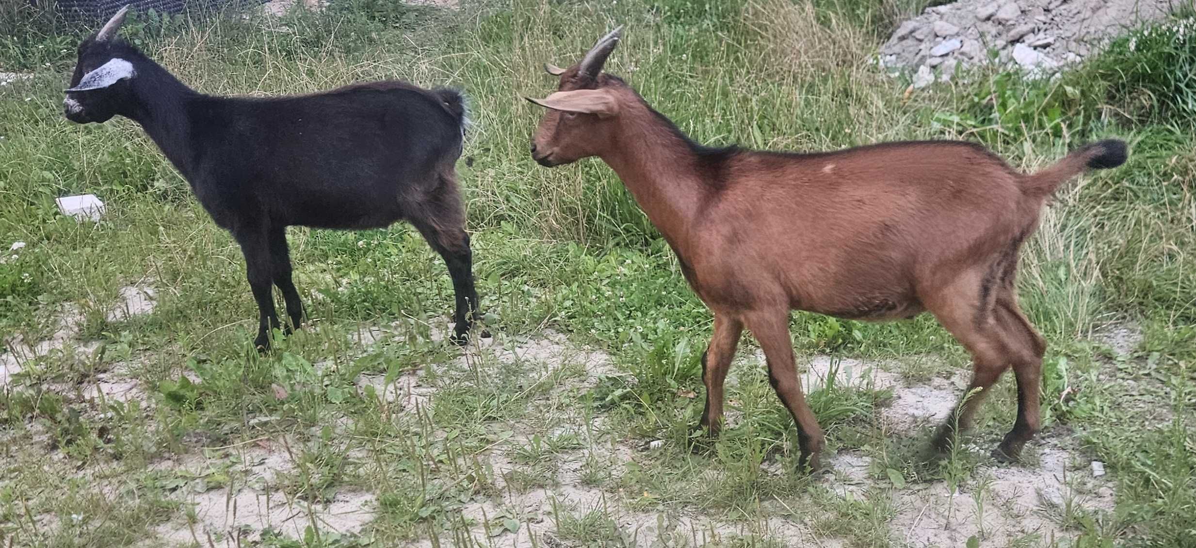 Kozy! Koziołki! Młode