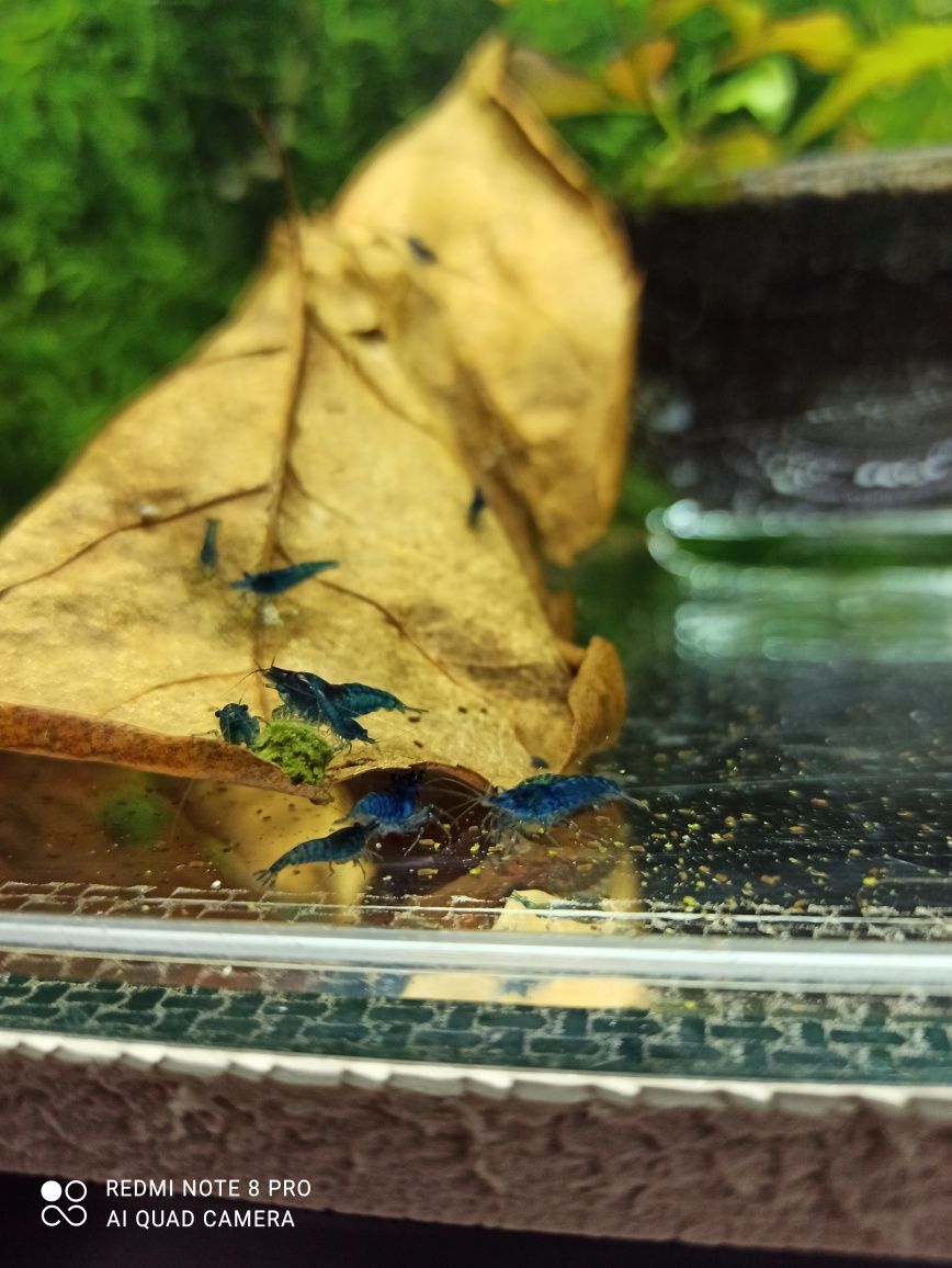 Krewetki Blue Velvet Neocaridina (niebieskie)