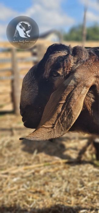 Англонубійський 100% цап для ваших кізок