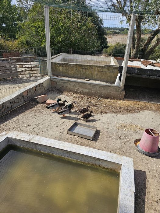 Vendo 6 patos bravos