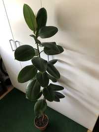 Ficus elastica wys 135 cm