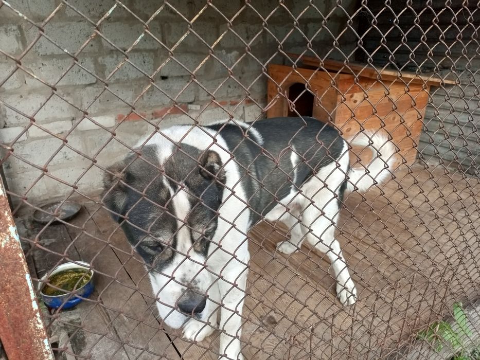 Кобель Алабая в'язка