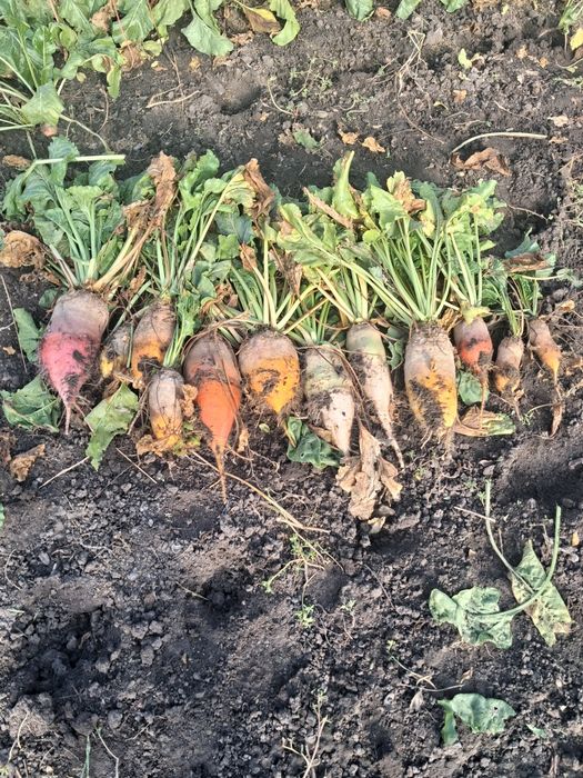 Буряк кормовий з гичкою,або чищений