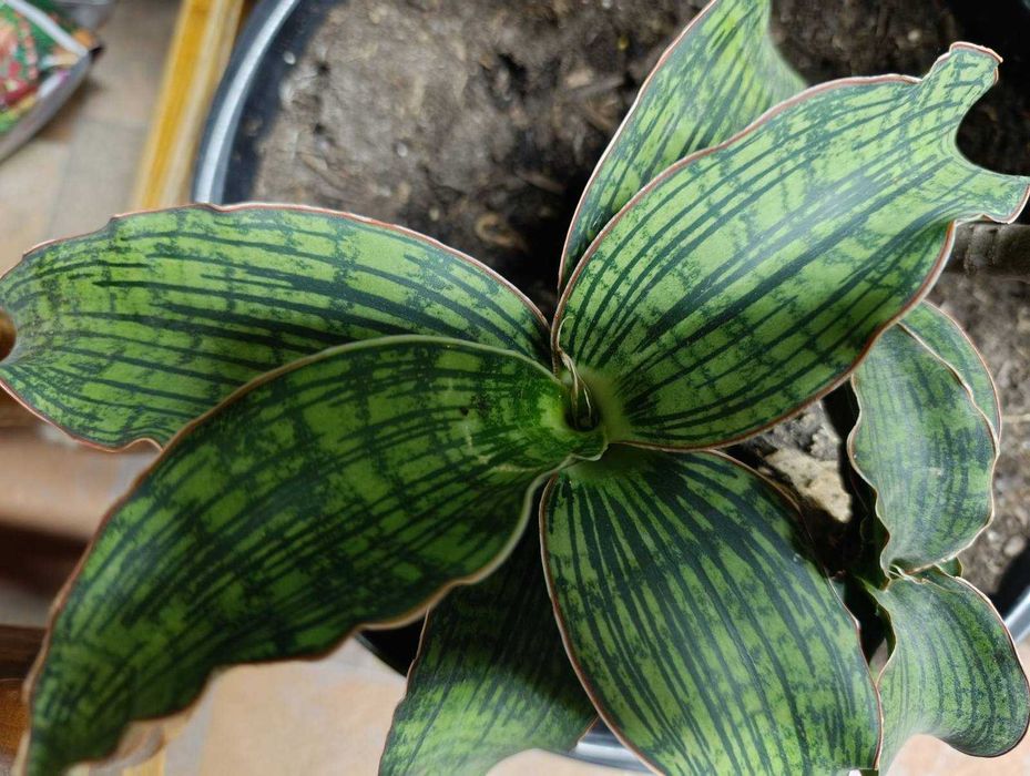 Сансевиерия Клеопатра  Cleopatra