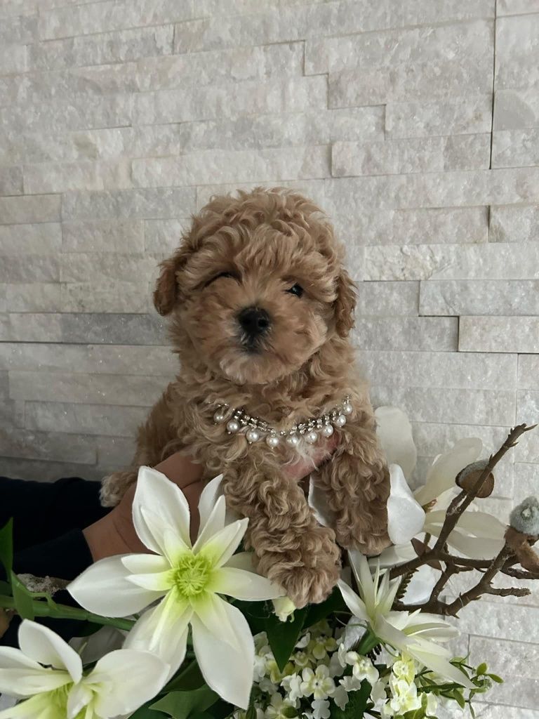 Maltipoo chłopiec Pudel Toy & Maltańczyk