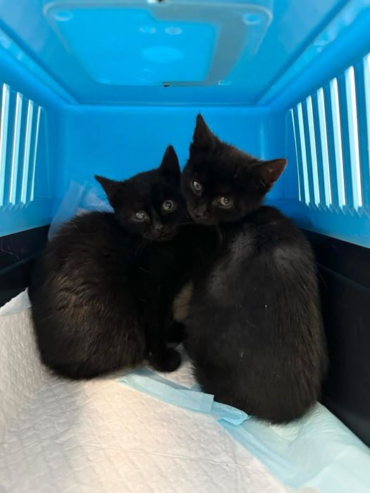 Kotki szukają domku