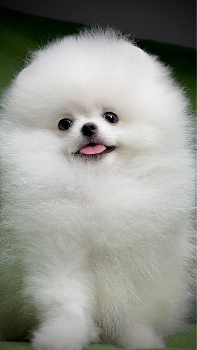 Шпиц мини померанец в продаже