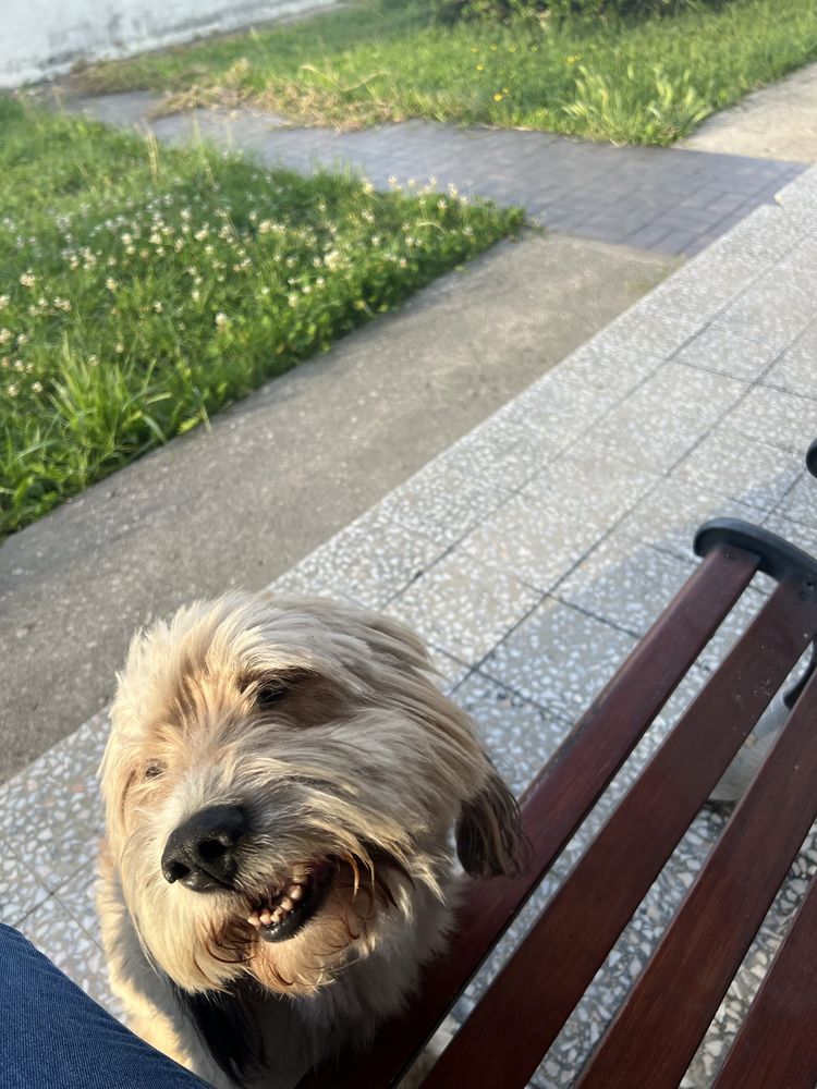 Petsitter Aveiro e arredores
