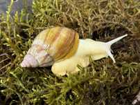 Ślimak Afrykański, Lissachatina Fulica Albino Body