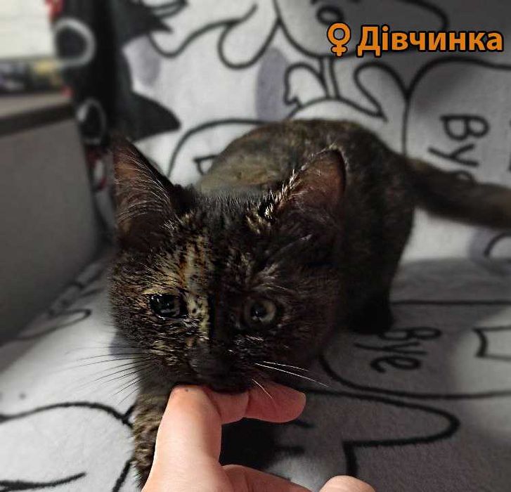 Кошенята, 3 на вибір (пухнасті і пухаті)