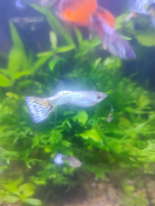 Gupiki młode wybarwione.