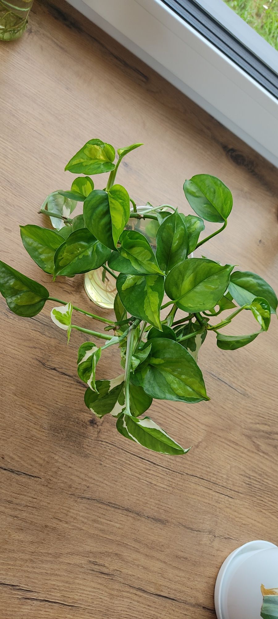 Epipremnum pinnatum marble variegata, philodendron cream splash i Rio