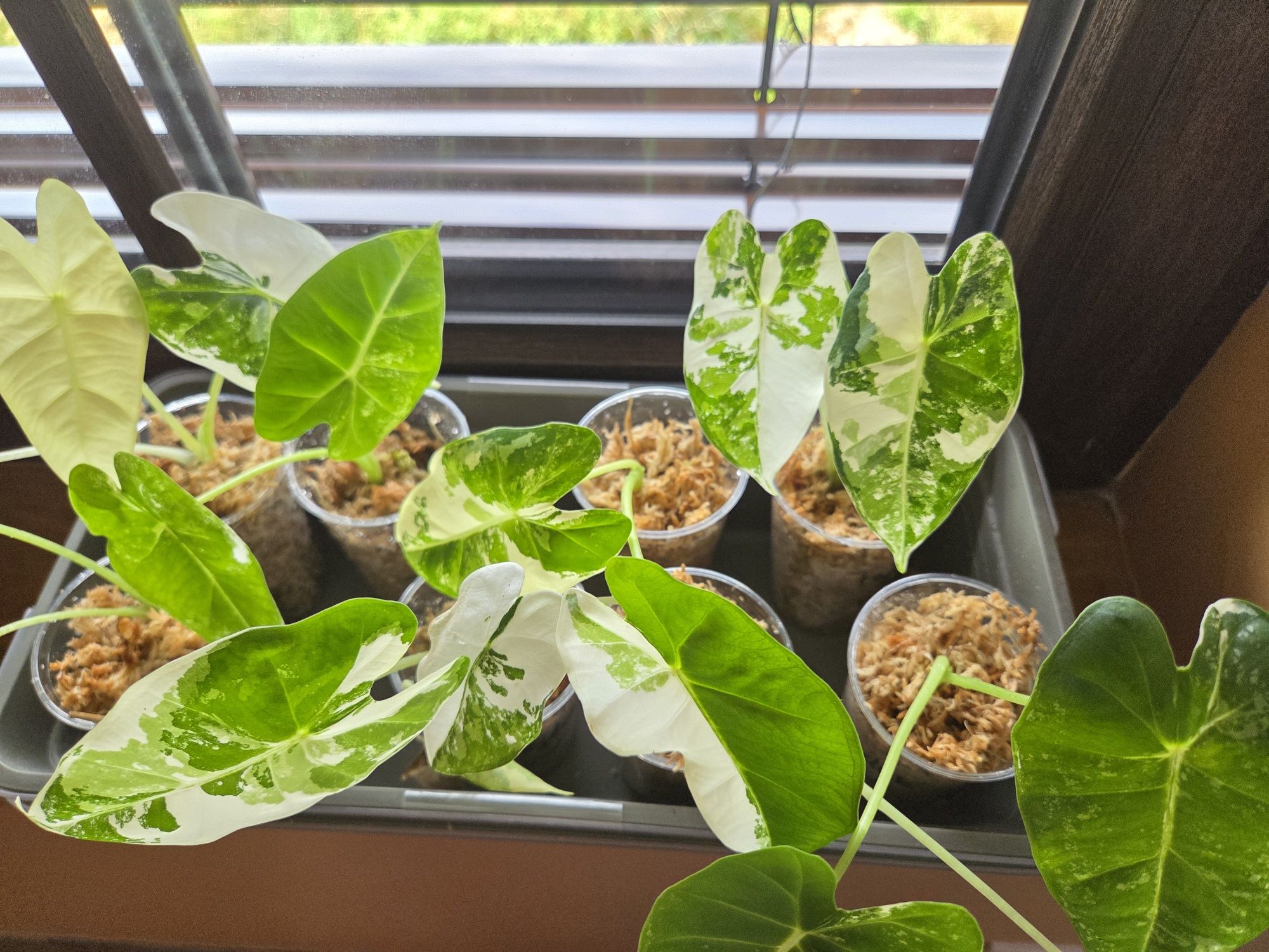 Alocasia frydek variegata