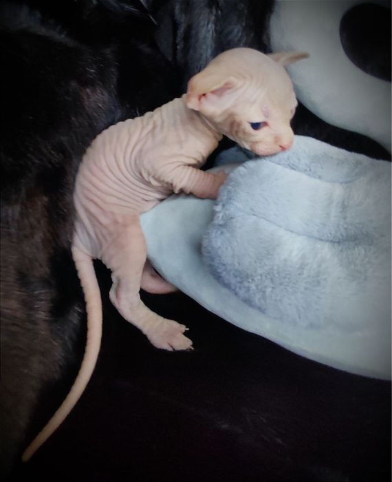 Канадский сфинкс мальчик клуб документы родословная WCF