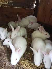 Кролики породи Термонська Біла