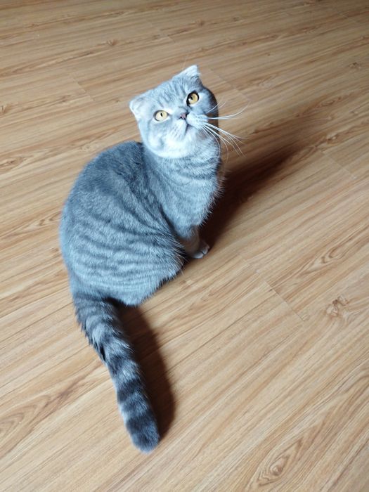 Шотландський кіт для в'язки