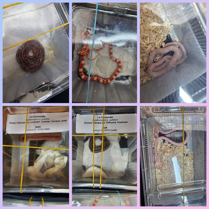 Waz zbozowy różne odmiany kolorystyczne