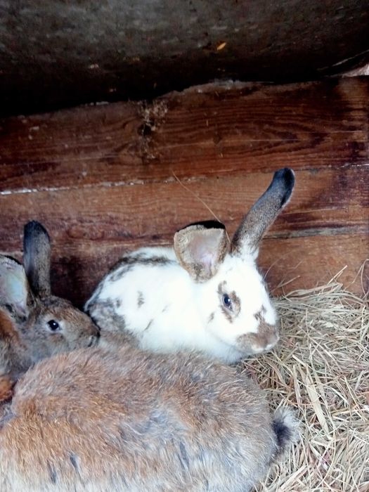 Króliki roczne samce i samice