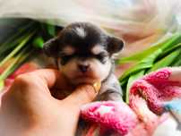 Wyjatkowy chihuahua umaszczenie husky blue