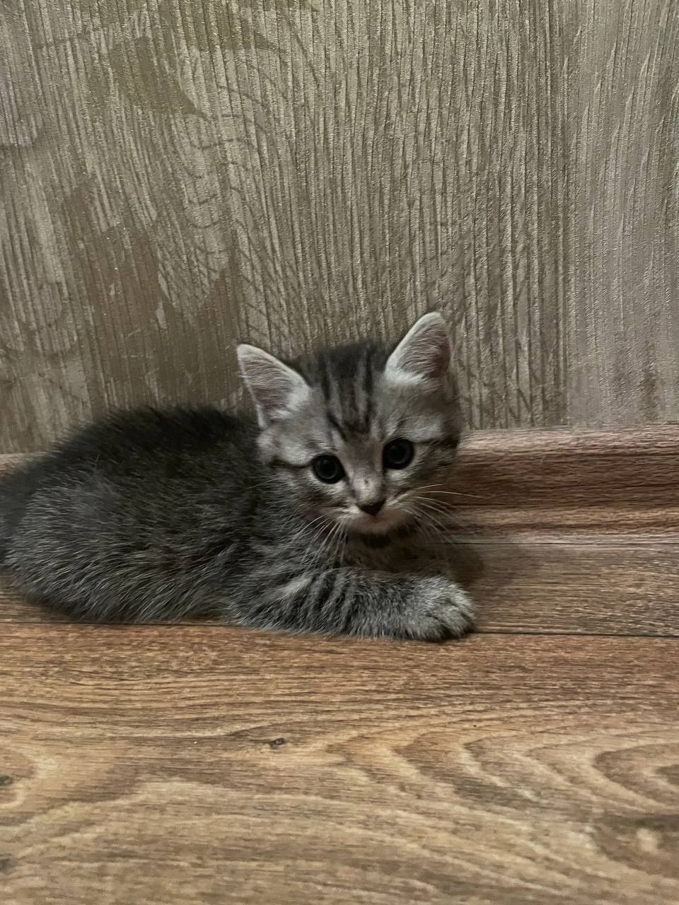 Кошенята котики..