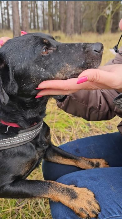 Mały piesek do adopcji Kajtuś