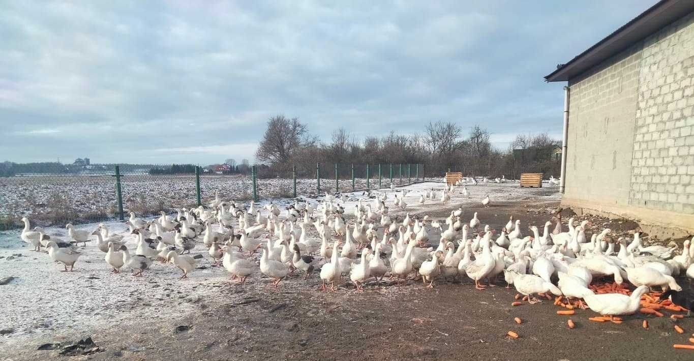 Gęsi Siodłate Pomorskie (Białe i Łaciate)