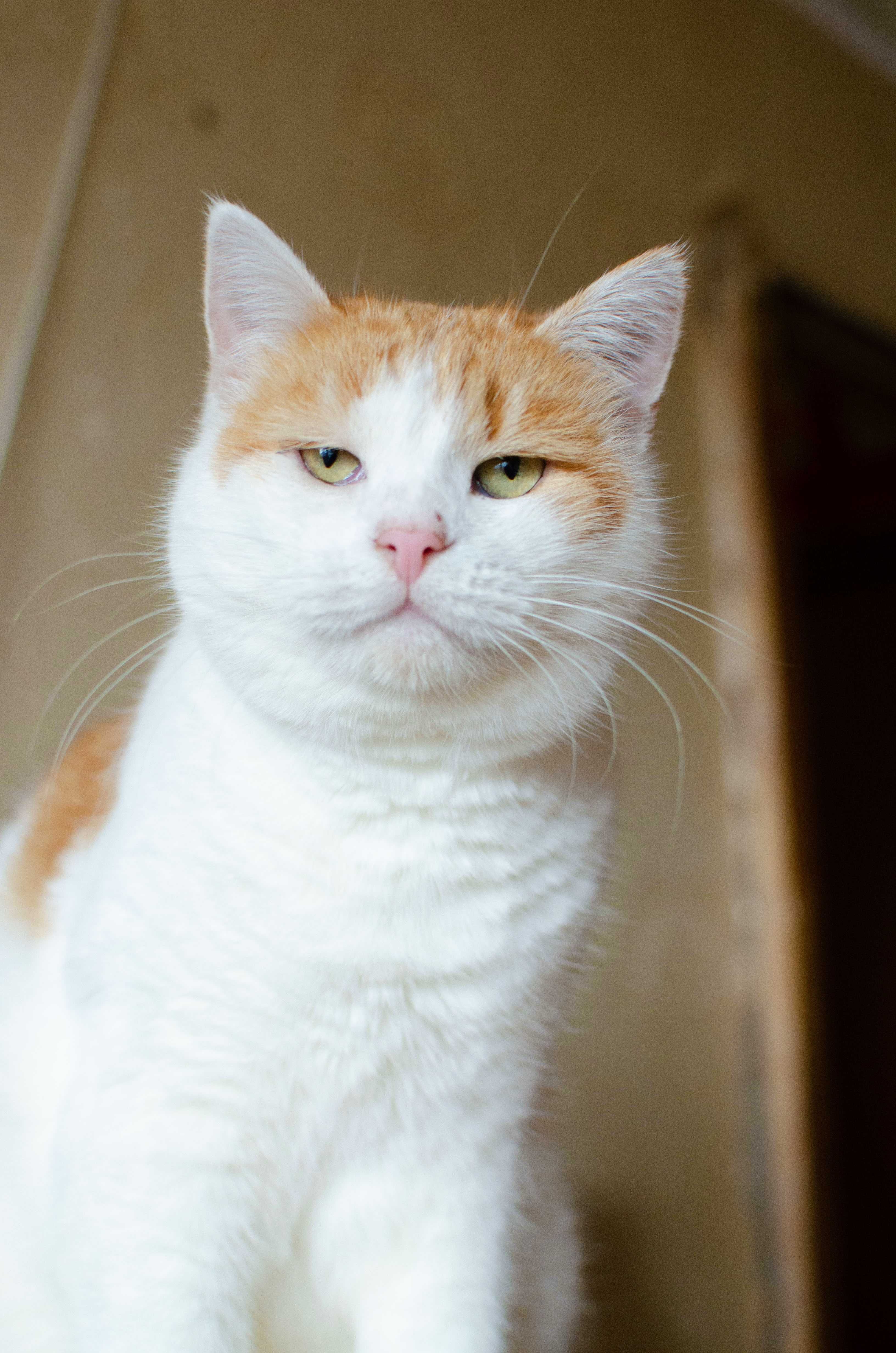 Котик Пусік, класний харизматичний кіт з притулку