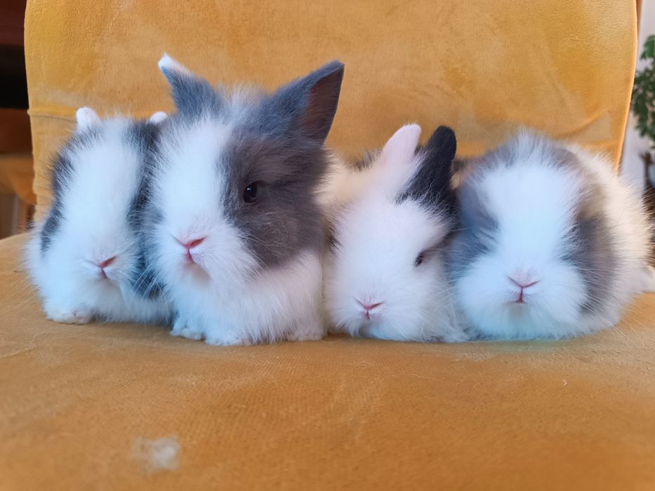 Królik króliczek miniaturka karzełek Teddy