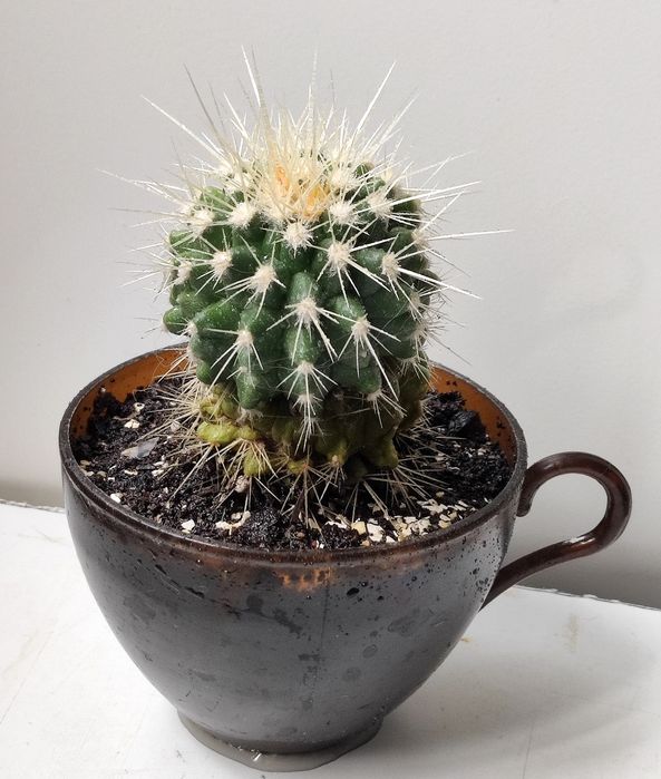 Кактус Эхинокактус Грузони
