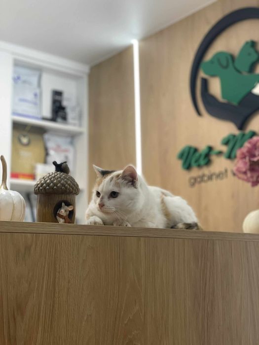 Kotka Nadzieja do adopcji