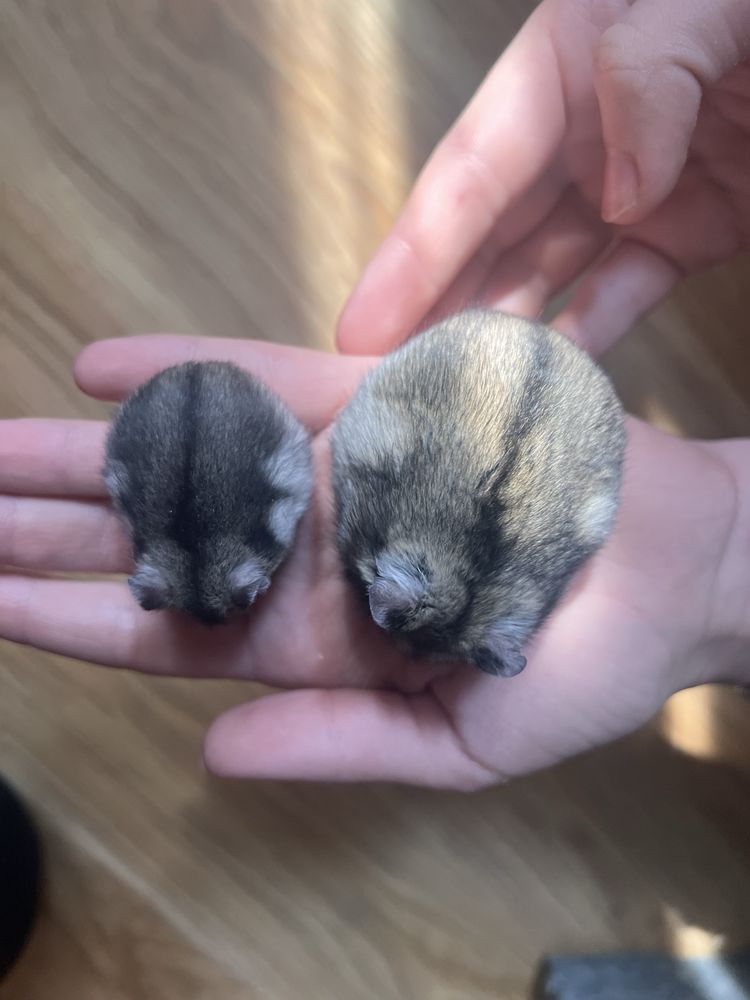 Хомʼячата 1 місяць