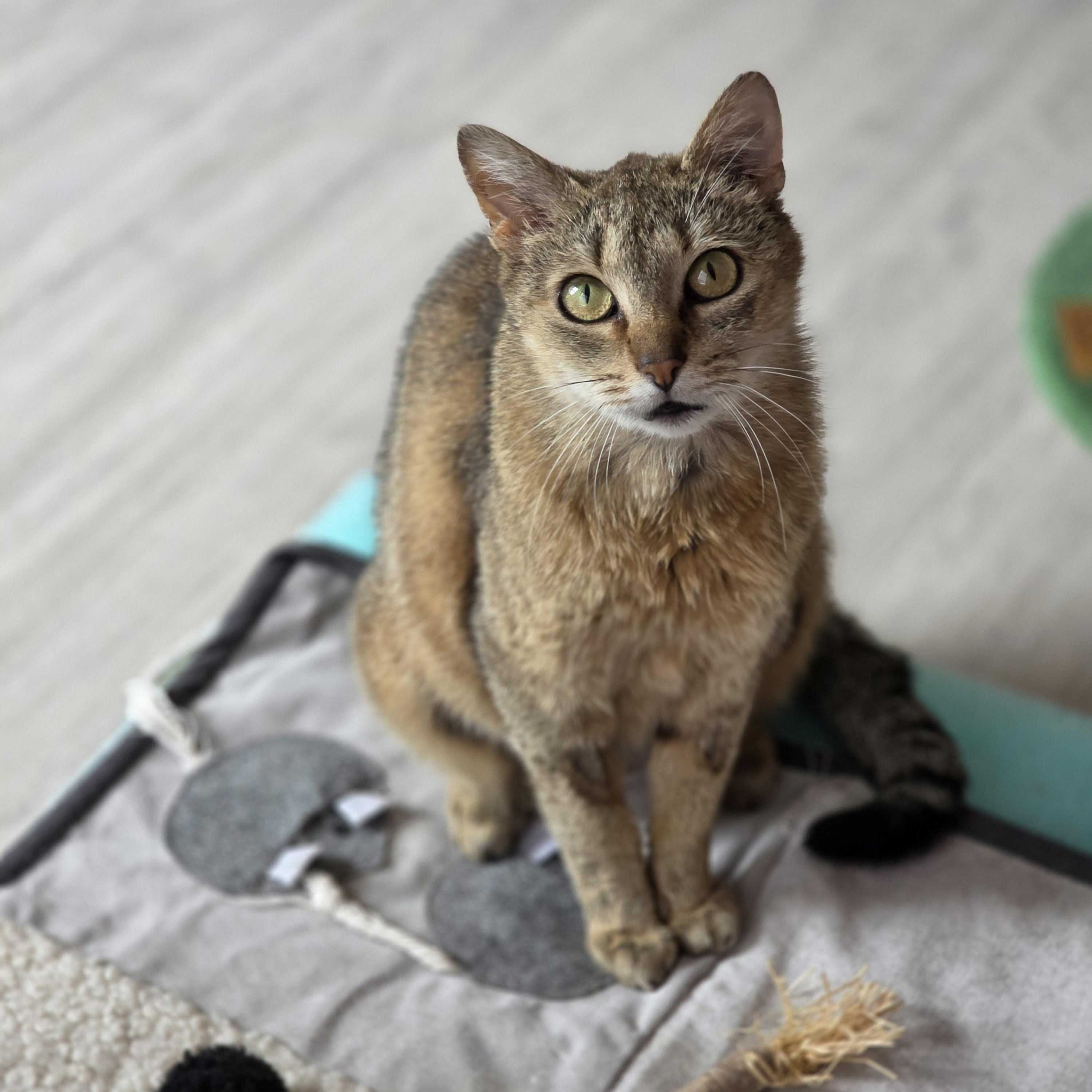 Adopcja kawałek czułości w kociej skórze