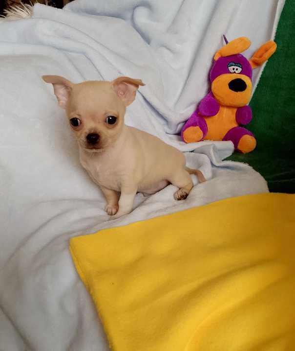 Chihuahua chłopiec