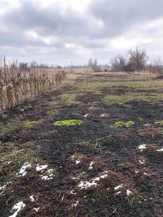 Пропоную до продажу земельну ділянку в с. Червона слобода