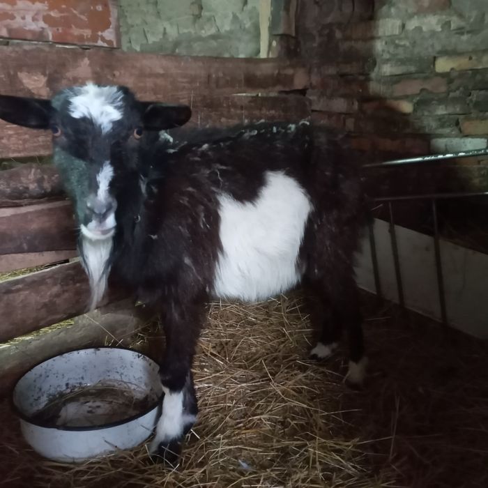 Віддам козочку безкоштовно