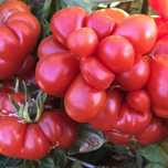 vendo sementes tomate do viajante