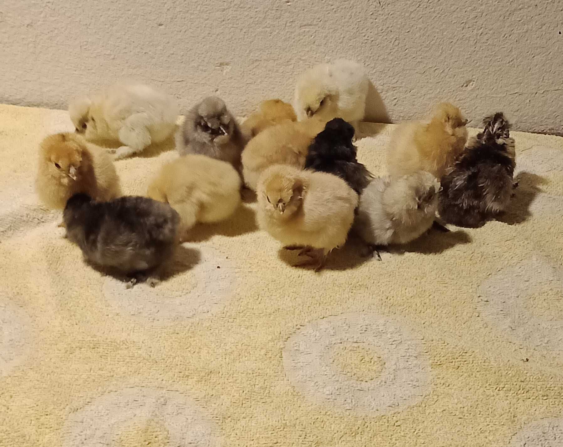 Pisklęta Kurczęta kura jedwabista silka Silki