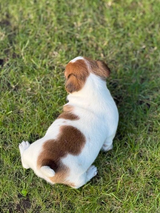 Jack Russell Terrier SUCZKA od# Smartie Jacks# RODZICE FCI/ ZKwP