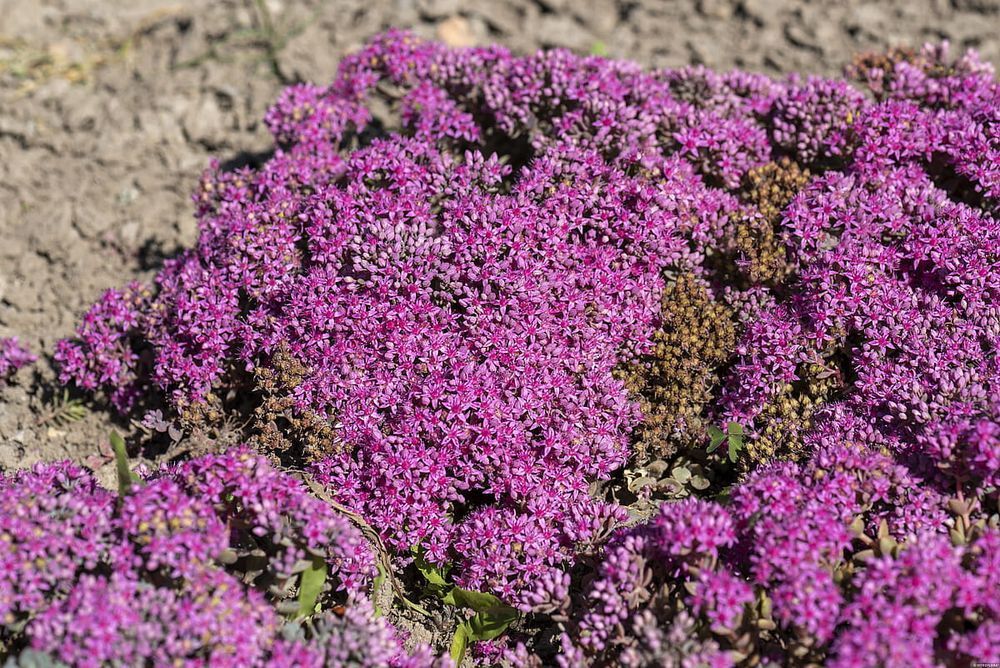 Rozchodnik 'Rosenteppich' Sedum C1.5