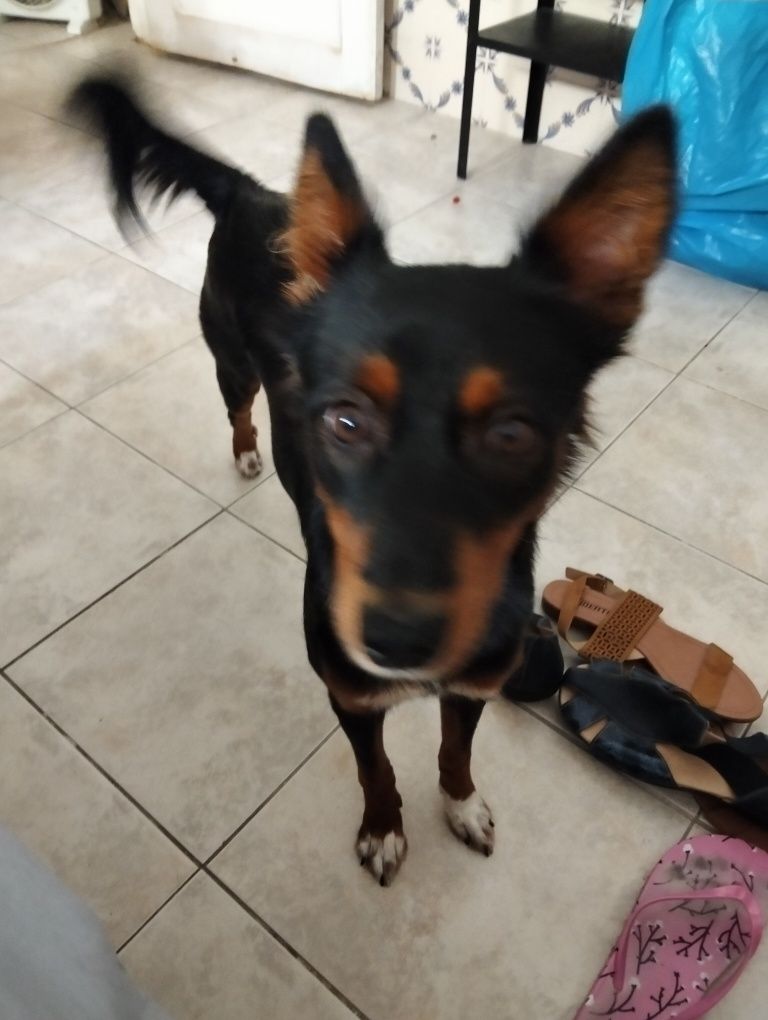 Dou cadela para adoção