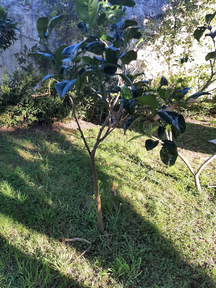 Laranjeira enxertada baia
