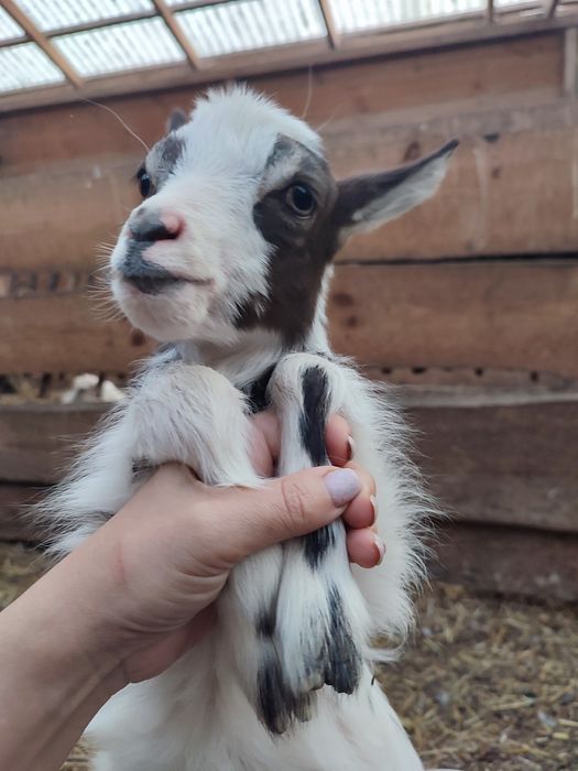 Карликовіі міні кози