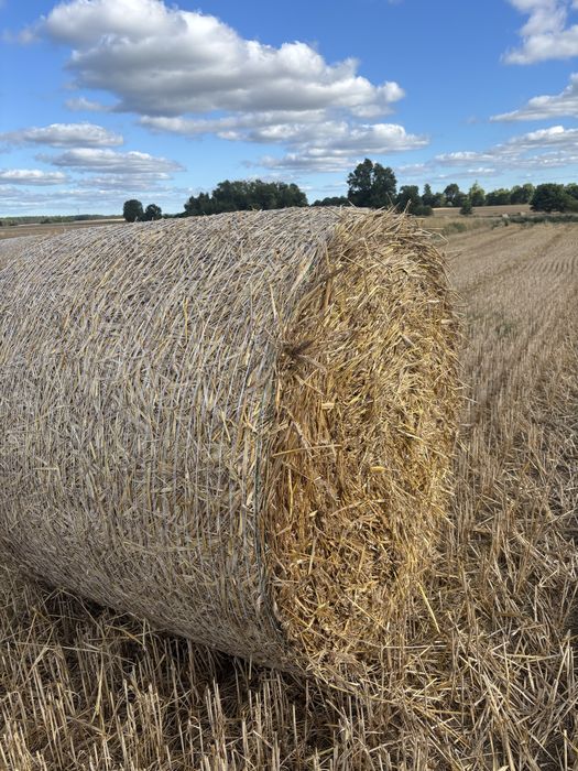 Słoma pszenżytnia 2025