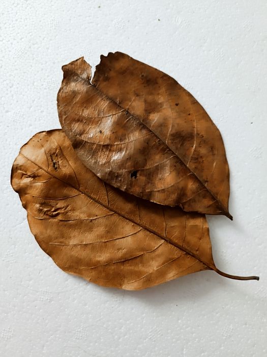 Liście chlebowca (Jack) pokarm dla krewetek, raków