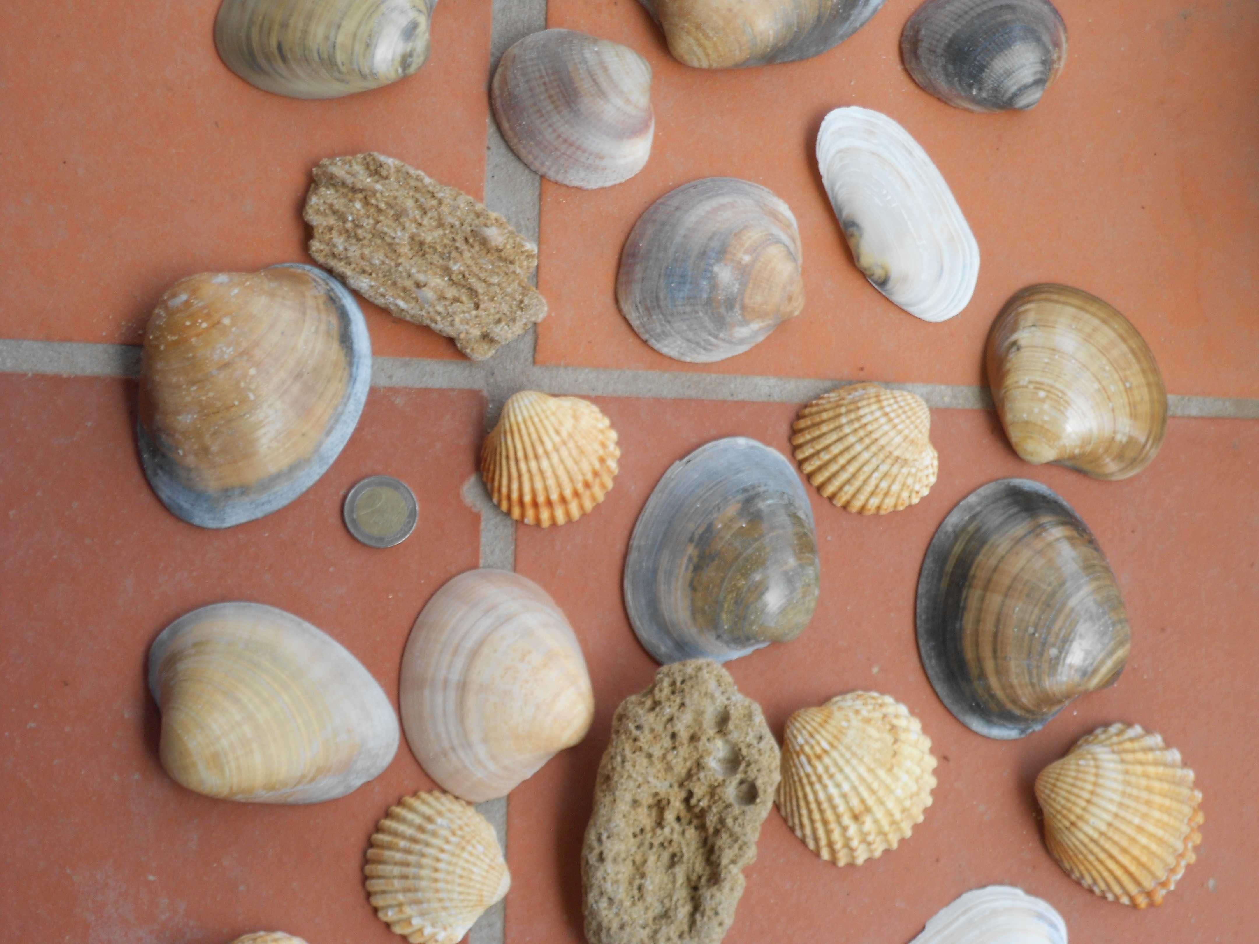Conchas grandes diversas decoracao aquario terrario