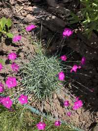 Гвоздика сірувато-блакитна 'Pink Jewel' (квіти рожеві).