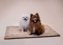 Szpic miniaturowy, Pomeranian XS